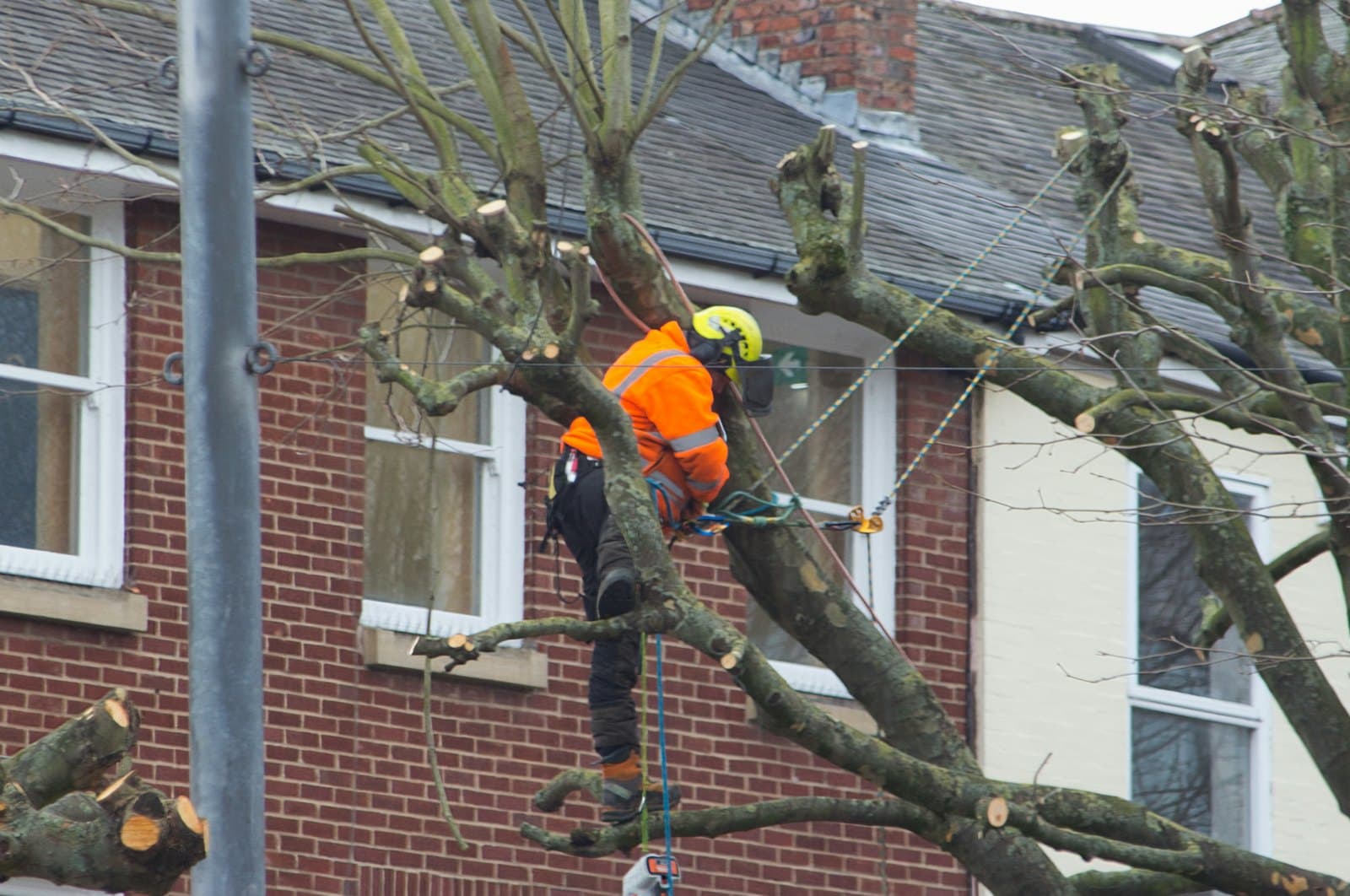 An arborist in a safety vest working in a tree beside a house